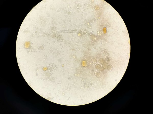 Quali sono i parassiti esterni più comuni nei cani e come trattarli?